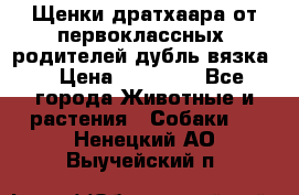 Щенки дратхаара от первоклассных  родителей(дубль вязка) › Цена ­ 22 000 - Все города Животные и растения » Собаки   . Ненецкий АО,Выучейский п.
